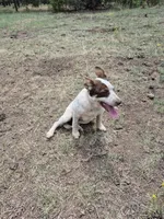 Snowy, a female Australian Cattle Dog and Border Collie for sale in Sedona, AZ – 4 of 5