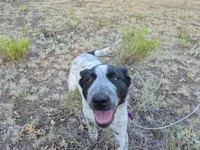Absolupso, a female Australian Cattle Dog and Border Collie for sale in Sedona, AZ – 3 of 3