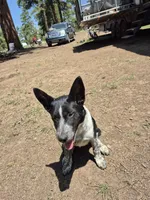 Melissa, a female Australian Cattle Dog and Border Collie for sale in Sedona, AZ – 7 of 8