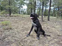 Blue, a male Australian Cattle Dog and Border Collie for sale in Sedona, AZ – 4 of 5