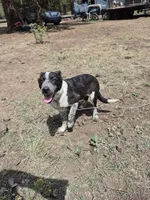 Squirty, a male Australian Cattle Dog and Border Collie for sale in Sedona, AZ – 2 of 3