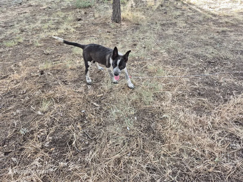 Squirty – Australian Cattle Dog, Border Collie puppy for sale in Sedona, AZ
