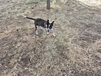 Squirty, a male Australian Cattle Dog and Border Collie for sale in Sedona, AZ – 1 of 3