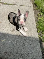 Robin, a male Frenchton for sale in Toledo, OH – 8 of 8