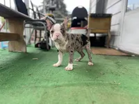 Robin, a male Frenchton for sale in Toledo, OH – 7 of 8