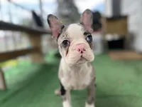 Robin, a male Frenchton for sale in Toledo, OH – 2 of 8