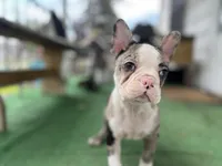 Robin, a male Frenchton for sale in Toledo, OH – 3 of 8