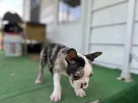 Bane, a male Frenchton for sale in Toledo, OH – 7 of 7