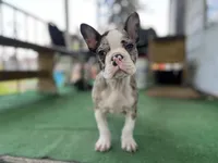 Bane, a male Frenchton for sale in Toledo, OH – 4 of 7