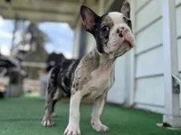 Bane, a male Frenchton for sale in Toledo, OH – 3 of 7