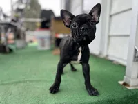 Batman, a male Frenchton for sale in Toledo, OH – 3 of 3