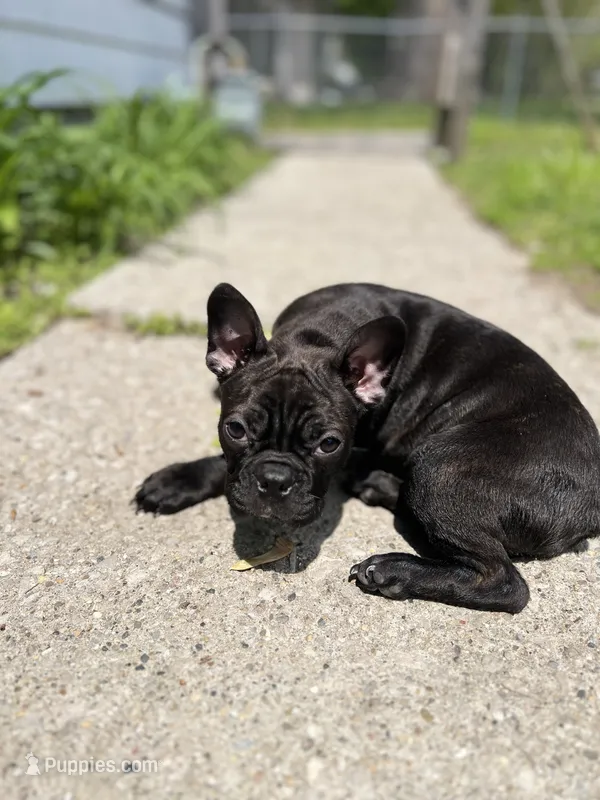 Batman – Frenchton puppy for sale in Toledo, OH