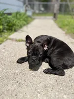 Batman, a male Frenchton for sale in Toledo, OH – 1 of 3