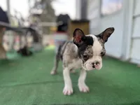 Bane, a male Frenchton for sale in Toledo, OH – 6 of 7