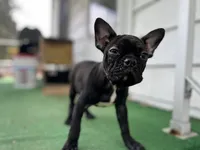 Batman, a male Frenchton for sale in Toledo, OH – 2 of 3