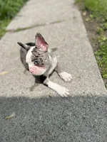 Robin, a male Frenchton for sale in Toledo, OH – 1 of 8