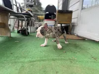 Robin, a male Frenchton for sale in Toledo, OH – 6 of 8