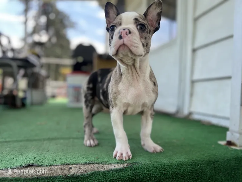 Bane – Frenchton puppy for sale in Toledo, OH