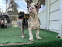 Bane, a male Frenchton for sale in Toledo, OH – 1 of 7