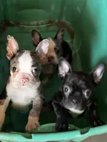 Robin, a male Frenchton for sale in Toledo, OH – 4 of 8