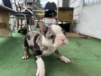 Robin, a male Frenchton for sale in Toledo, OH – 5 of 8