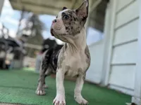 Bane, a male Frenchton for sale in Toledo, OH – 2 of 7