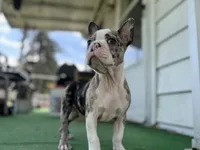 Bane, a male Frenchton for sale in Toledo, OH – 5 of 7