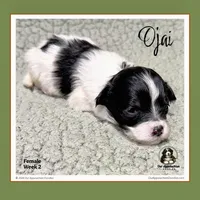 OJAI (Oh-Hi)-Mini Bernedoodle (Tiny), a female Bernedoodle and Miniature Bernedoodle for sale in Branchland, WV – Photo 5 of 9