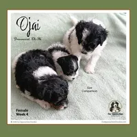 OJAI (Oh-Hi)-Mini Bernedoodle (Tiny), a female Bernedoodle and Miniature Bernedoodle for sale in Branchland, WV – Photo 2 of 9