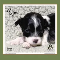 OJAI (Oh-Hi)-Mini Bernedoodle (Tiny), a female Bernedoodle and Miniature Bernedoodle for sale in Branchland, WV – Photo 6 of 9