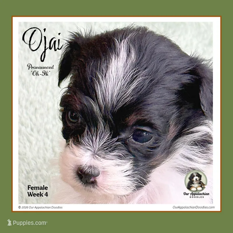 OJAI (Oh-Hi)-Mini Bernedoodle (Tiny)