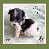 OJAI (Oh-Hi)-Mini Bernedoodle (Tiny), a female Bernedoodle and Miniature Bernedoodle for sale in Branchland, WV – Photo 4 of 9