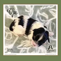 OJAI (Oh-Hi)-Mini Bernedoodle (Tiny), a female Bernedoodle and Miniature Bernedoodle for sale in Branchland, WV – Photo 7 of 9