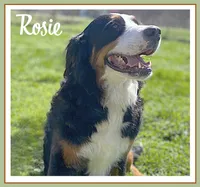 Rosie - AKC 3+ Yrs, a female Bernese Mountain Dog for sale in Branchland, WV – 3 of 7