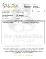 Rosie - AKC 3+ Yrs, a female Bernese Mountain Dog for sale in Branchland, WV – 7 of 7