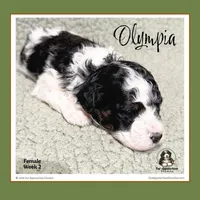 OLYMPIA-Mini Bernedoodle, a female Bernedoodle and Miniature Bernedoodle for sale in Branchland, WV – Photo 3 of 10