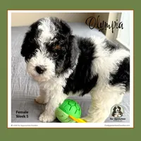 OLYMPIA-Mini Bernedoodle, a female Bernedoodle and Miniature Bernedoodle for sale in Branchland, WV – Photo 2 of 10