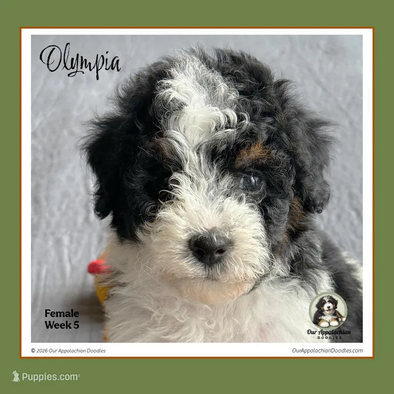 OLYMPIA-Mini Bernedoodle