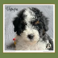 OLYMPIA-Mini Bernedoodle, a female Bernedoodle and Miniature Bernedoodle for sale in Branchland, WV – Photo 1 of 10