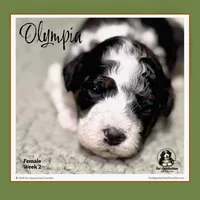 OLYMPIA-Mini Bernedoodle, a female Bernedoodle and Miniature Bernedoodle for sale in Branchland, WV – Photo 5 of 10