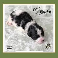 OLYMPIA-Mini Bernedoodle, a female Bernedoodle and Miniature Bernedoodle for sale in Branchland, WV – Photo 8 of 10