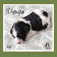 OLYMPIA-Mini Bernedoodle, a female Bernedoodle and Miniature Bernedoodle for sale in Branchland, WV – Photo 7 of 10