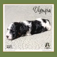 OLYMPIA-Mini Bernedoodle, a female Bernedoodle and Miniature Bernedoodle for sale in Branchland, WV – Photo 4 of 10