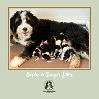 BIRDIE-3 yr F Mini Bernedoodle , a female Bernedoodle and Miniature Bernedoodle for sale in Branchland, WV – Photo 5 of 7