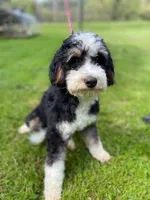 BIRDIE-3 yr F Mini Bernedoodle , a female Bernedoodle and Miniature Bernedoodle for sale in Branchland, WV – Photo 2 of 7