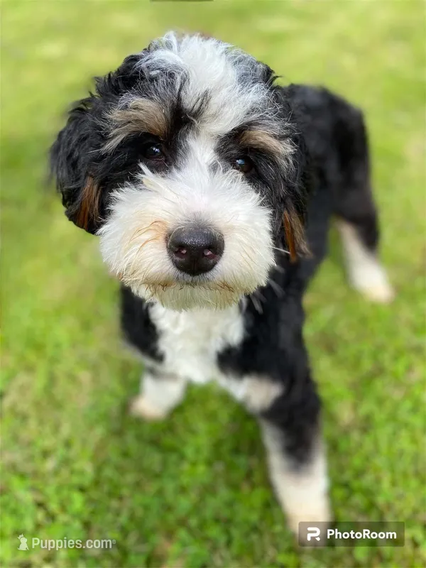 BIRDIE-3 yr F Mini Bernedoodle 