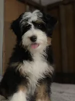 BIRDIE-3 yr F Mini Bernedoodle , a female Bernedoodle and Miniature Bernedoodle for sale in Branchland, WV – Photo 3 of 7