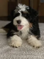 BIRDIE-3 yr F Mini Bernedoodle , a female Bernedoodle and Miniature Bernedoodle for sale in Branchland, WV – Photo 4 of 7