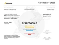 BIRDIE-3 yr F Mini Bernedoodle , a female Bernedoodle and Miniature Bernedoodle for sale in Branchland, WV – Photo 6 of 7