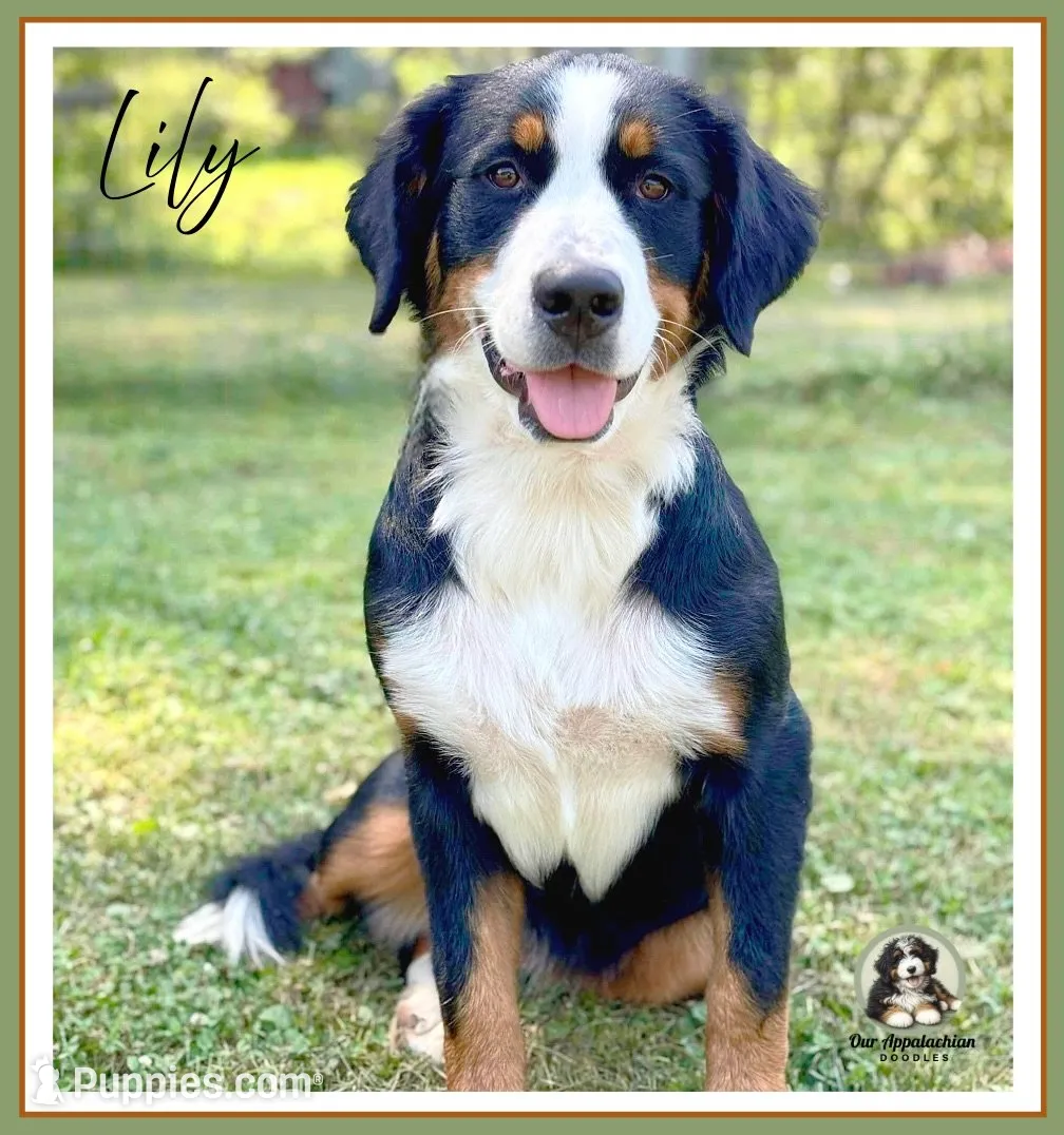 Lily - AKC 2+ Yrs, a female Bernese Mountain Dog for sale in Branchland, WV – 3 of 5